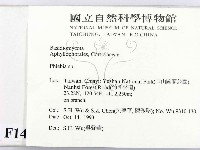 射脈菌屬藏品圖，第2張