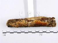 射脈菌屬藏品圖，第3張