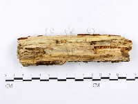 射脈菌屬藏品圖，第4張