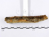 射脈菌屬藏品圖，第5張