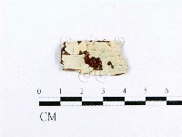 射脈菌屬藏品圖，第3張