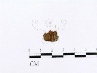 射脈菌屬藏品圖，第3張