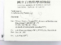 射脈菌屬藏品圖，第2張
