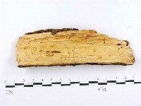 射脈菌屬藏品圖，第3張