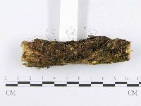 射脈菌屬藏品圖，第3張