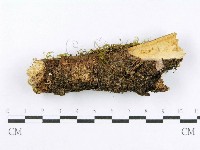 射脈菌屬藏品圖，第4張