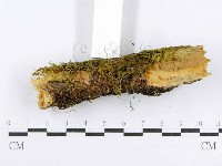 射脈菌屬藏品圖，第5張