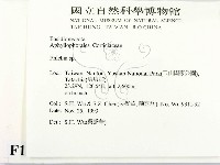 射脈菌屬藏品圖，第2張