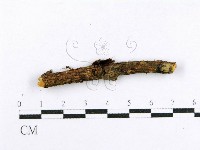 射脈菌屬藏品圖，第3張