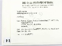 射脈菌屬藏品圖，第2張