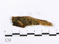 射脈菌屬藏品圖，第1張