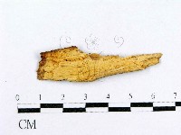 射脈菌屬藏品圖，第3張