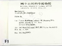 射脈菌屬藏品圖，第2張