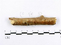 射脈菌屬藏品圖，第1張