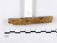 射脈菌屬藏品圖，第3張