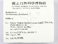 射脈菌屬藏品圖，第2張