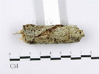 射脈菌屬藏品圖，第3張