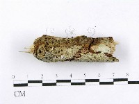 射脈菌屬藏品圖，第4張