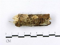 射脈菌屬藏品圖，第5張