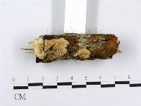 射脈菌屬藏品圖，第6張