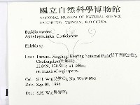 射脈菌屬藏品圖，第2張