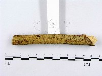 射脈菌屬藏品圖，第3張