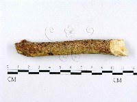 射脈菌屬藏品圖，第4張