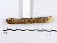 射脈菌屬藏品圖，第5張