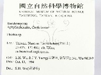 射脈菌屬藏品圖，第2張