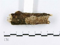 射脈菌屬藏品圖，第3張