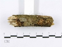 射脈菌屬藏品圖，第5張