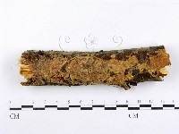 射脈菌屬藏品圖，第1張