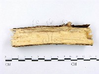 射脈菌屬藏品圖，第3張