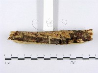 射脈菌屬藏品圖，第4張