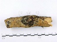 射脈菌屬藏品圖，第3張