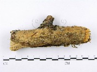 射脈菌屬藏品圖，第4張