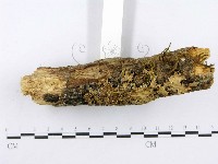 射脈菌屬藏品圖，第5張