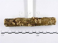 射脈菌屬藏品圖，第3張