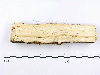 射脈菌屬藏品圖，第4張
