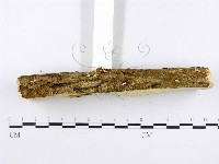 射脈菌屬藏品圖，第5張