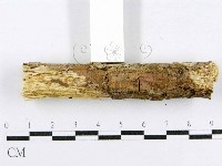 登錄號:F0015011藏品圖，第5張