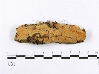 射脈菌屬藏品圖，第1張