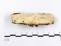 射脈菌屬藏品圖，第3張