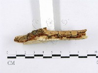 射脈菌屬藏品圖，第4張