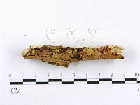 射脈菌屬藏品圖，第5張