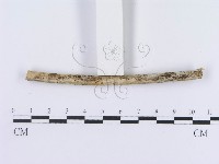 登錄號:F0015018藏品圖，第4張