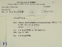 韌革菌屬藏品圖，第2張