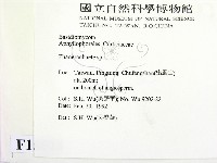 顯絲菌屬藏品圖，第2張
