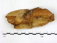 登錄號:F0015026藏品圖，第1張