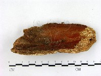 登錄號:F0015026藏品圖，第3張